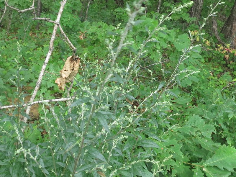 Artemisia stolonifera, photographed by Repina Tatyana