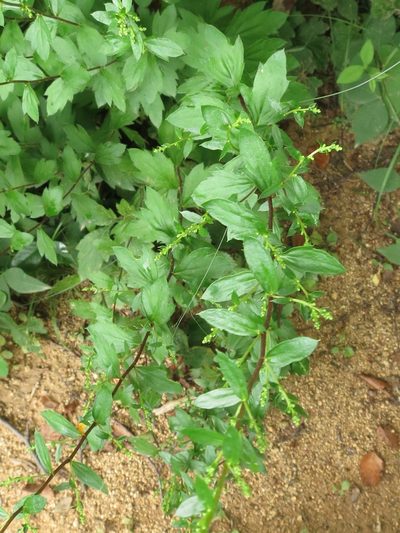 Artemisia keiskeana, photographed by Repina Tatyana