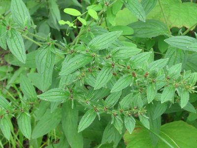 Lithospermum erythrorhizon, photographed by Repina Tatyana