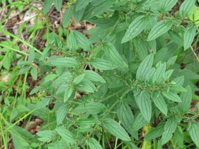 Lithospermum erythrorhizon, photographed by Repina Tatyana