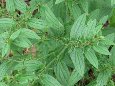 Lithospermum erythrorhizon, photographed by Repina Tatyana