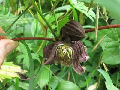 Clematis fusca, photographed by Repina Tatyana