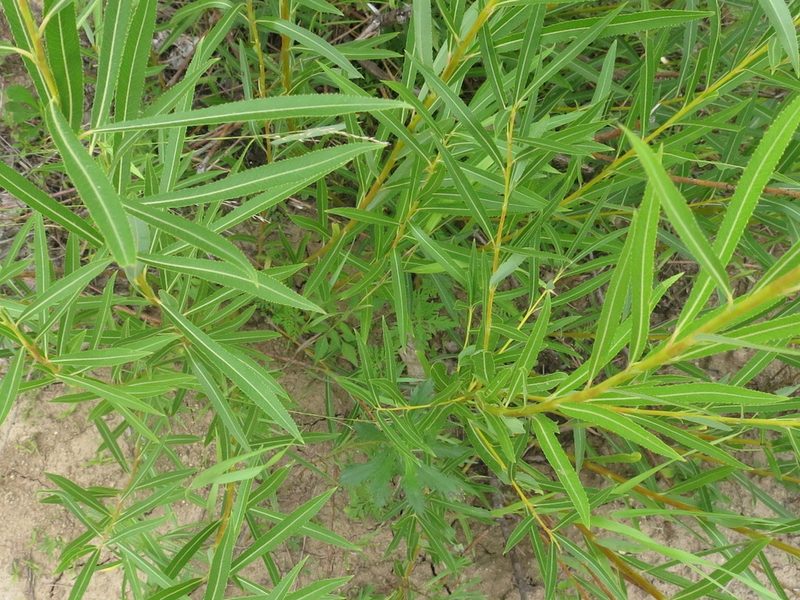 Salix miyabeana, photographed by Repina Tatyana