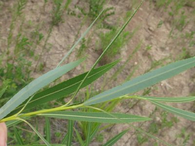 Salix miyabeana, photographed by Repina Tatyana