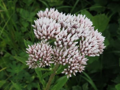 Eupatorium lindleyanum, photographed by Repina Tatyana
