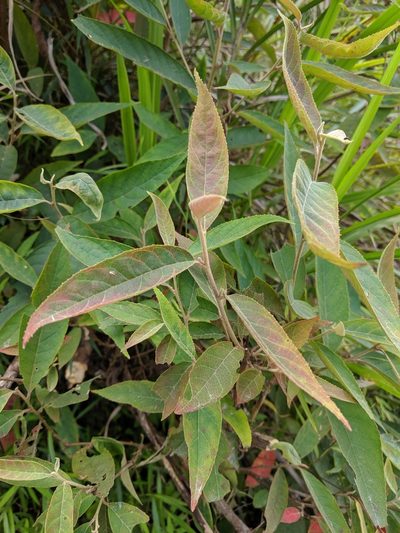 Alniphyllum pterospermum, photographed by Cheng-Te Hsu