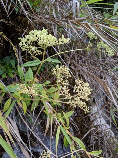 Patrinia glabrifolia, photographed by Cheng-Te Hsu
