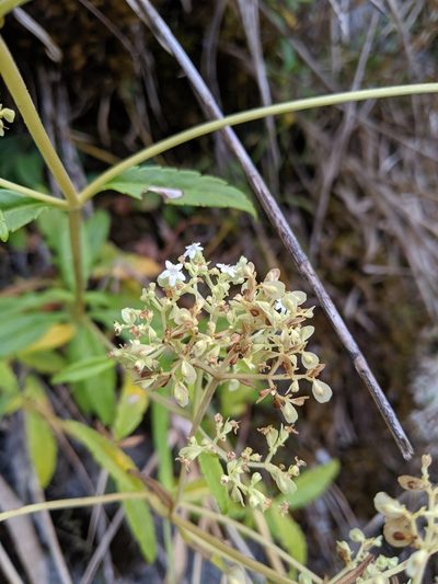 Patrinia glabrifolia, photographed by Cheng-Te Hsu