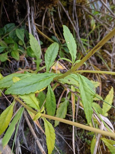 Patrinia glabrifolia, photographed by Cheng-Te Hsu