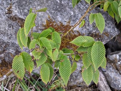 Carpinus rankanensis, photographed by Cheng-Te Hsu