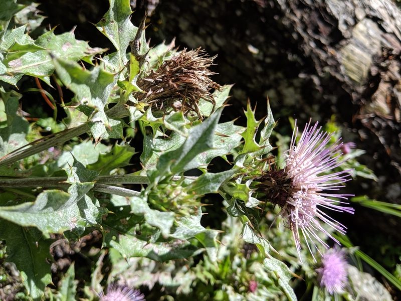 Cirsium morii, photographed by Cheng-Te Hsu