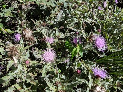 Cirsium morii, photographed by Cheng-Te Hsu