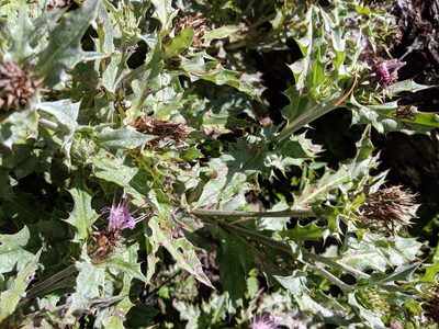 Cirsium morii, photographed by Cheng-Te Hsu