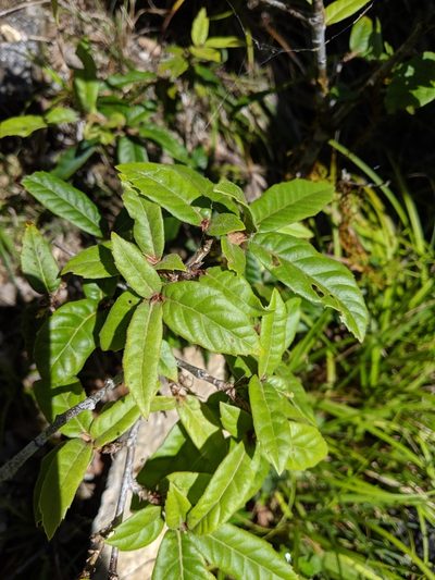 Quercus tatakaensis, photographed by Cheng-Te Hsu
