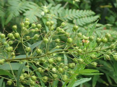 Lysimachia davurica, photographed by Repina Tatyana