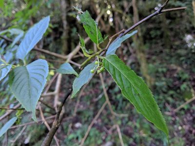 Perrottetia arisanensis, photographed by Cheng-Te Hsu