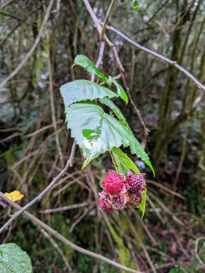 Rubus kawakamii, photographed by Cheng-Te Hsu