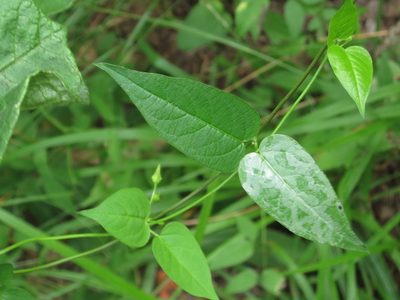 Vincetoxicum volubile, photographed by Repina Tatyana