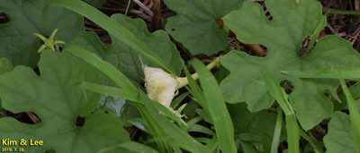 Trichosanthes kirilowii, photographed by Kim, Hyun-tae