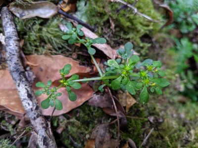 Sedum actinocarpum, photographed by Cheng-Te Hsu