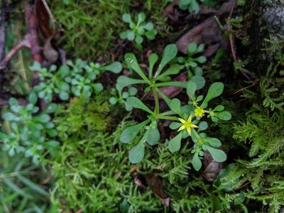 Sedum actinocarpum, photographed by Cheng-Te Hsu