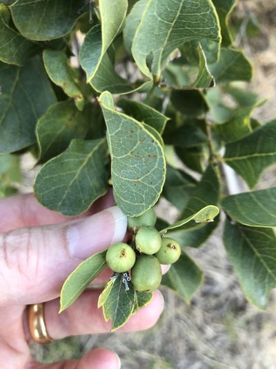 Coelospermum reticulatum, photographed by elawrey