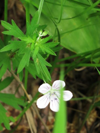 Geranium dahuricum, photographed by Repina Tatyana