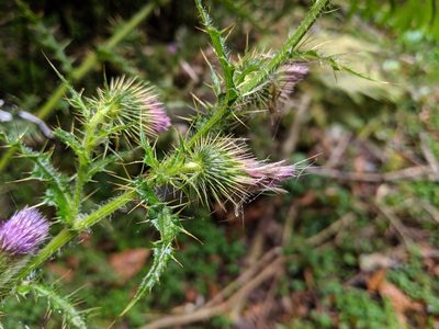 Cirsium ferum, photographed by Cheng-Te Hsu