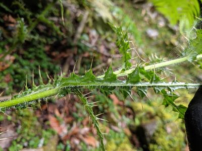 Cirsium ferum, photographed by Cheng-Te Hsu