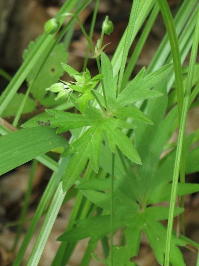 Geranium dahuricum, photographed by Repina Tatyana