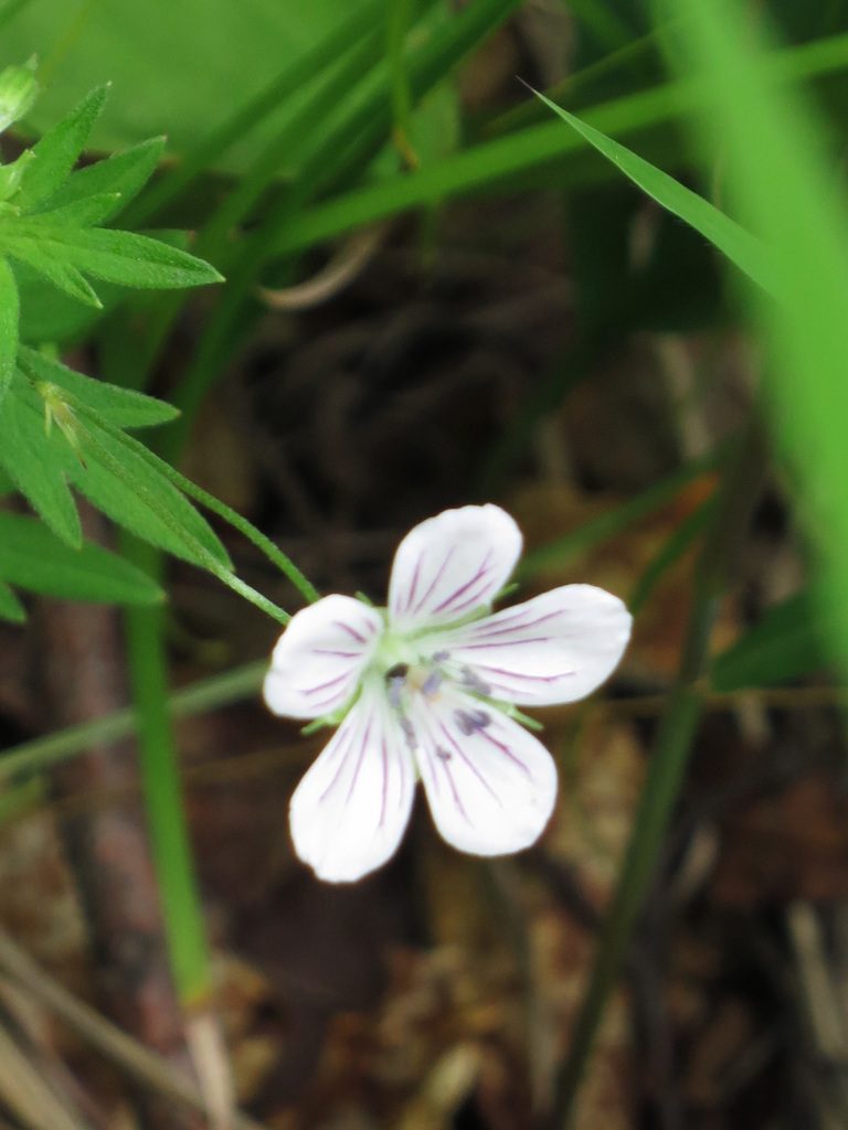 Geranium dahuricum, photographed by Repina Tatyana