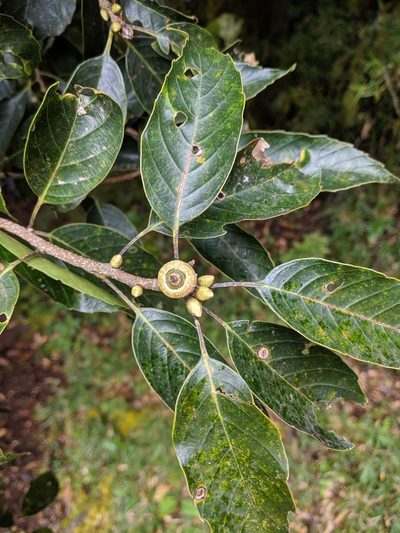 Quercus morii, photographed by Cheng-Te Hsu