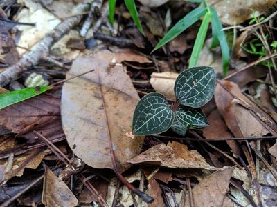 Anoectochilus formosanus, photographed by Cheng-Te Hsu