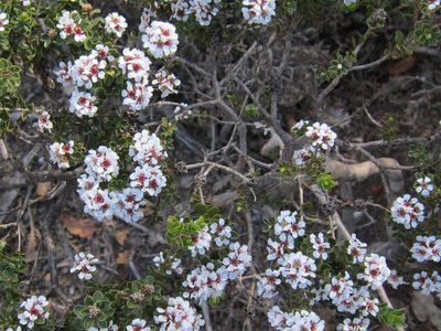 Taxandria spathulata, photographed by Margaret Langley