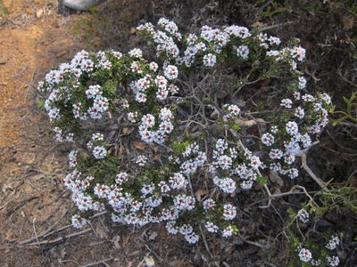 Taxandria spathulata, photographed by Margaret Langley