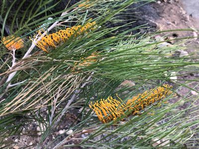 Grevillea pteridifolia, photographed by elawrey