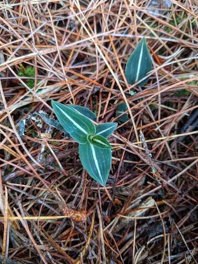 Goodyera velutina, photographed by Cheng-Te Hsu