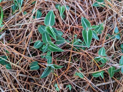 Goodyera velutina, photographed by Cheng-Te Hsu