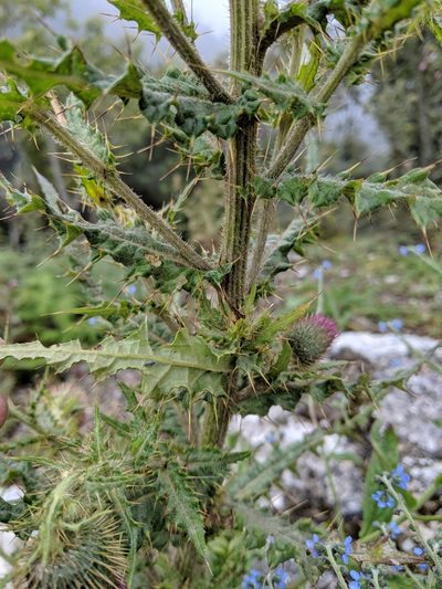 Cirsium ferum, photographed by Cheng-Te Hsu