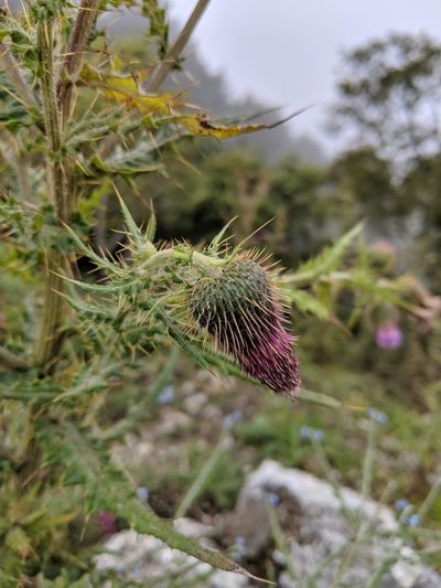 Cirsium ferum, photographed by Cheng-Te Hsu