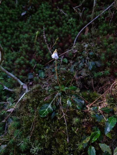 Shortia rotundifolia, photographed by Cheng-Te Hsu