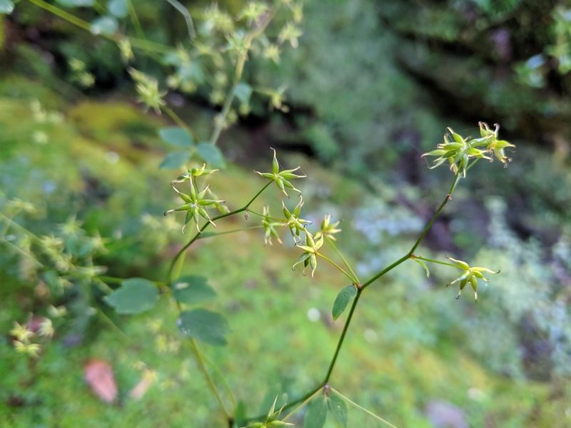 Thalictrum javanicum, photographed by Cheng-Te Hsu