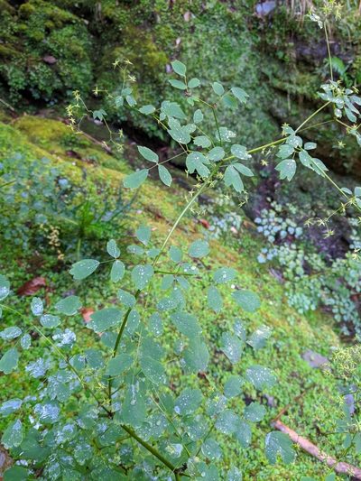 Thalictrum javanicum, photographed by Cheng-Te Hsu