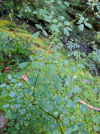 Thalictrum javanicum, photographed by Cheng-Te Hsu