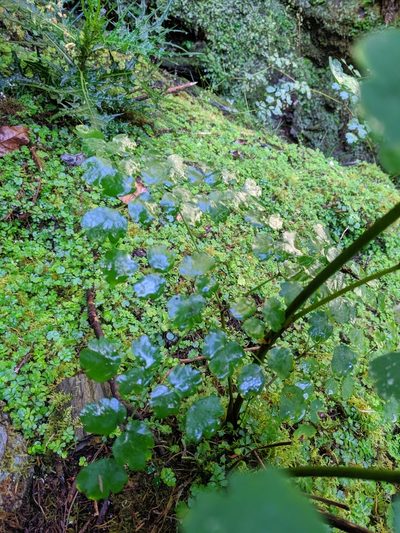 Thalictrum javanicum, photographed by Cheng-Te Hsu