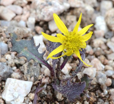Senecio taraxacoides, photographed by Don Loarie