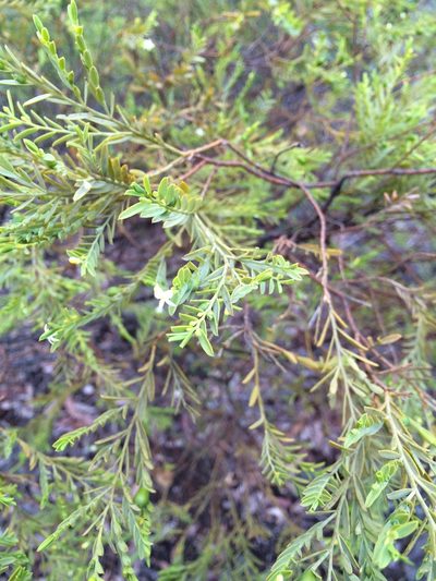 Olax stricta, photographed by Guy Taseski