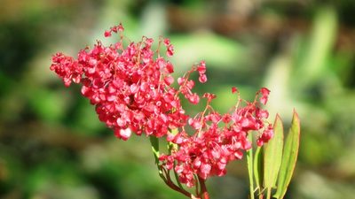 Rumex usambarensis, photographed by Shaun Swanepoel