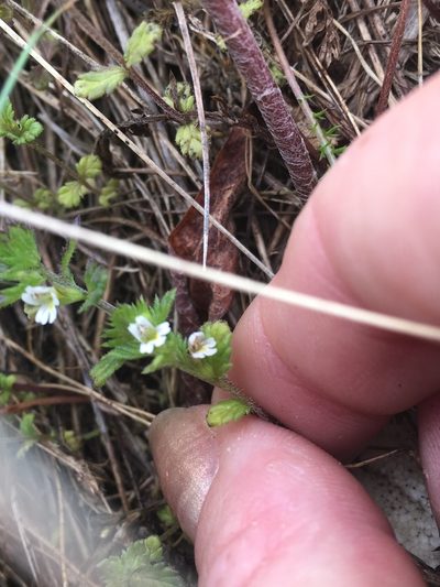 Euphrasia frigida, photographed by maureen_c-m