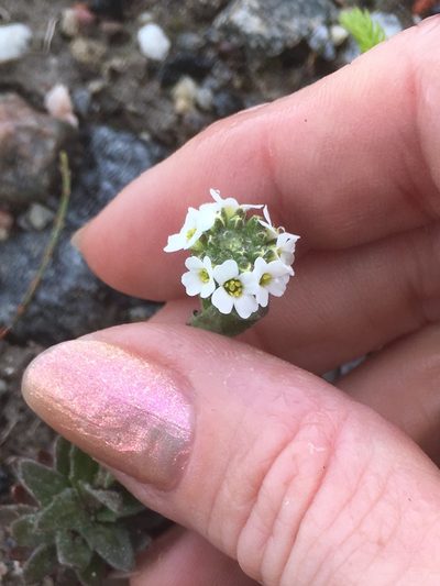 Draba arabisans, photographed by maureen_c-m